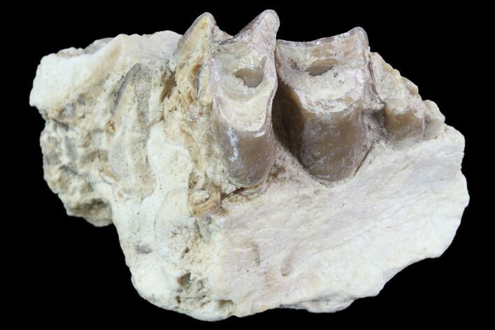 Oreodont (Leptauchenia) Jaw Section - South Dakota #91087